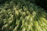 a patch of folden and green hakone grass