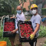 Photo of the pepper harvest at Brook Park