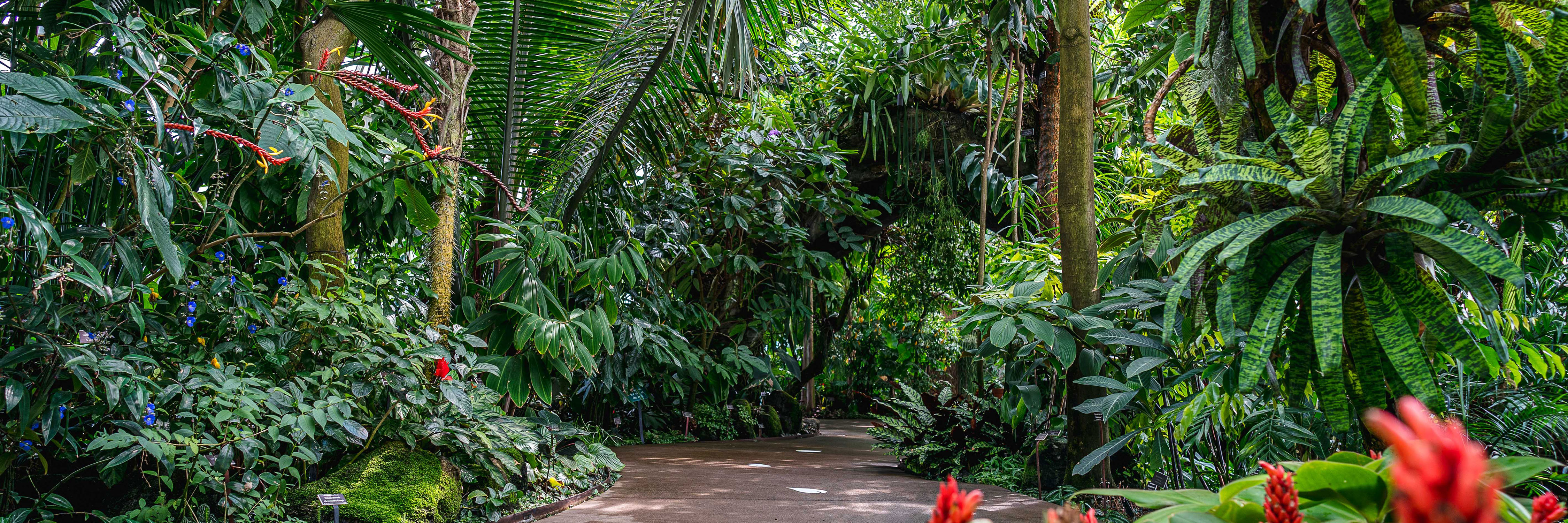 Lowland rainforest gallery in the Conservatory