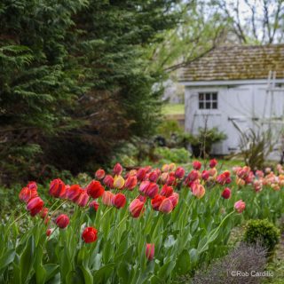 Red and pink tulips near a shed