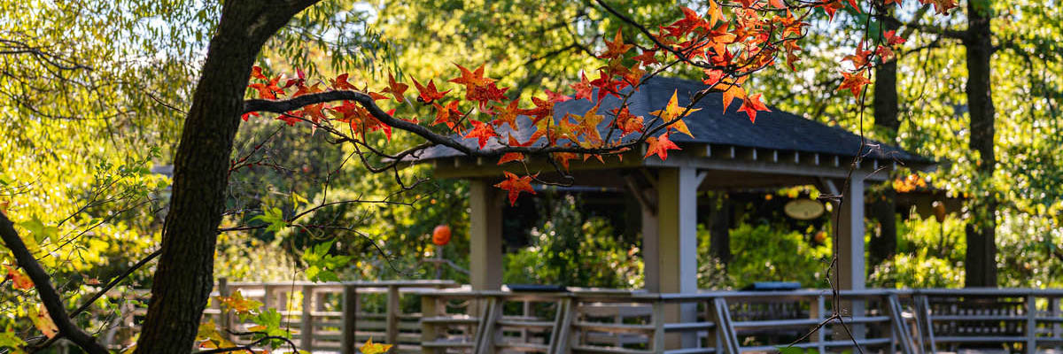 The Wetland pavilion with a sweetgum tree branch in the foreground