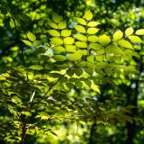 Tree branches coated in cascading leaves.