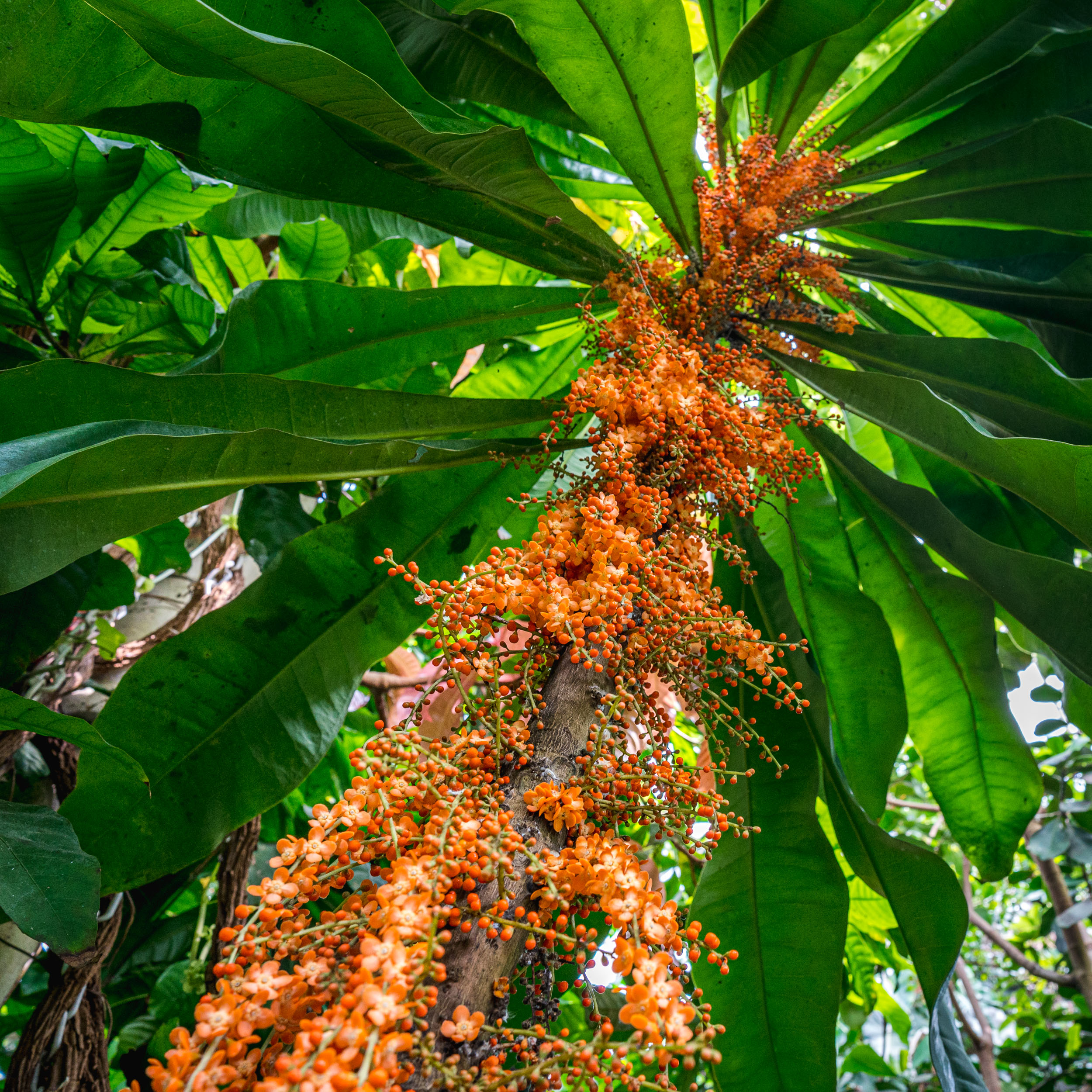 Photo of orange Clavija flowers in bloom