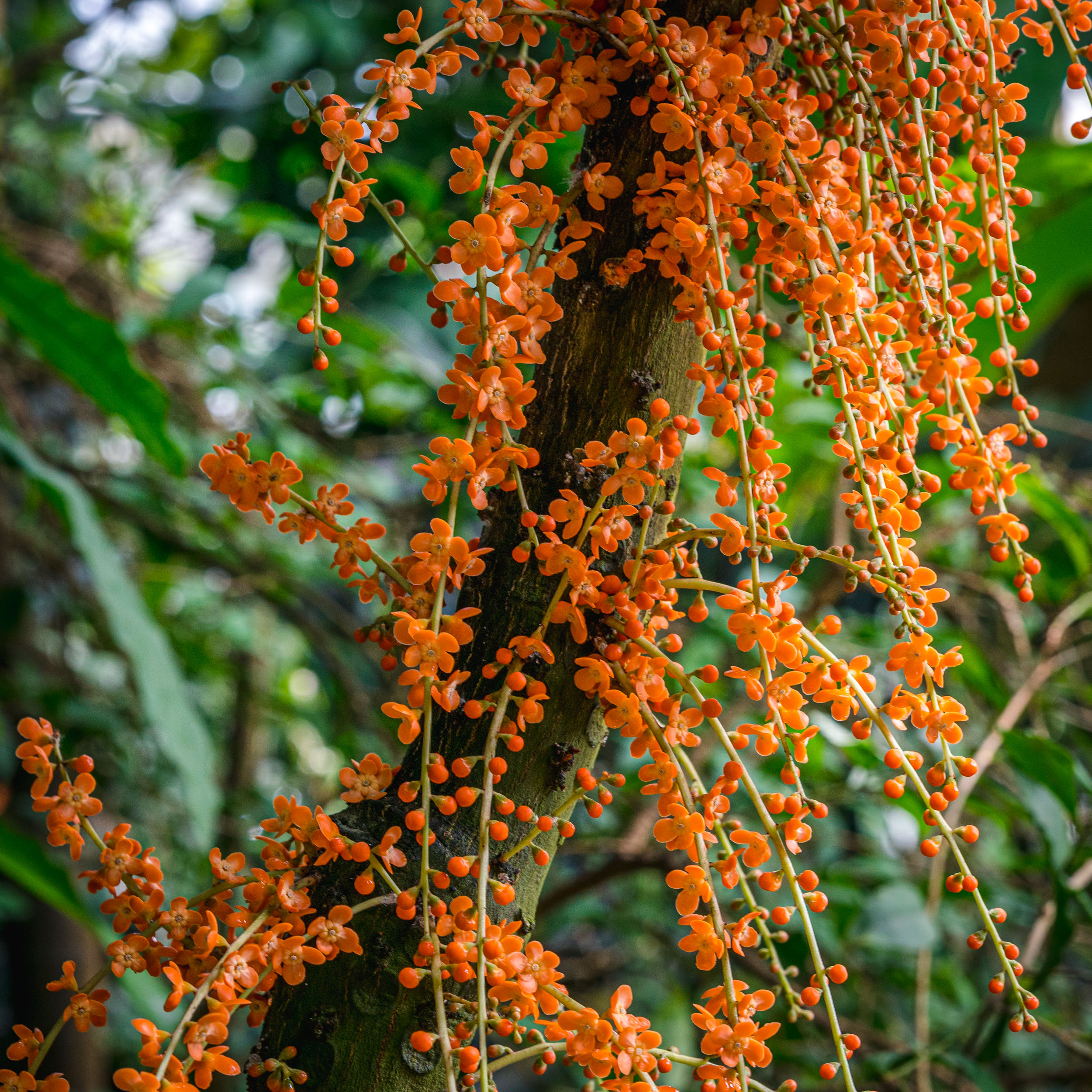 Photo of orange Clavija flowers in bloom