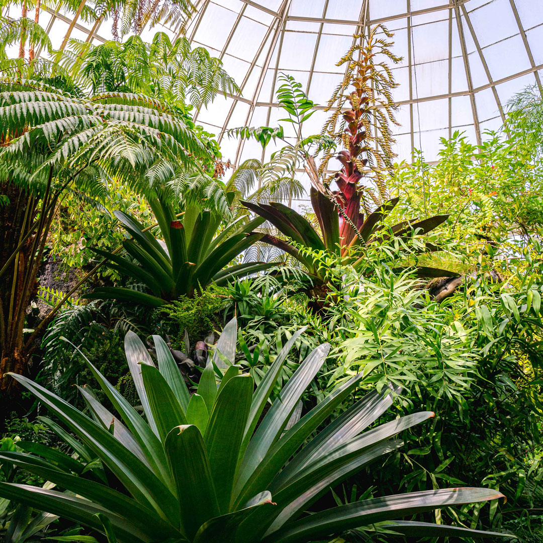 Photo of the Haupt Conservatory