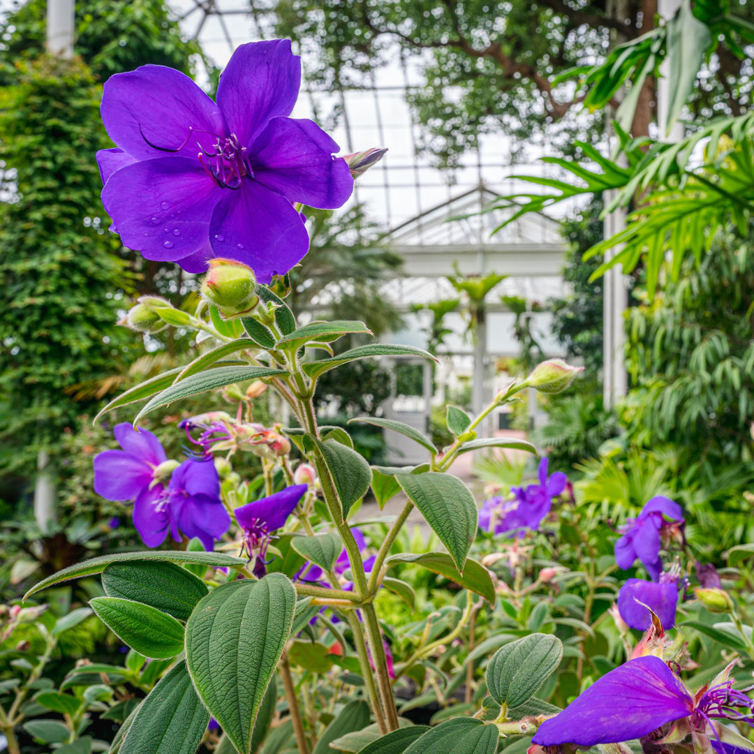 Photo of purple flowers in the Conservatory