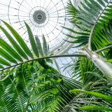 A view of the Haupt Conservatory's palm dome as seen from below, with an array of palms rising toward it.