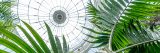 Interior shot of the Palm Dome looking up