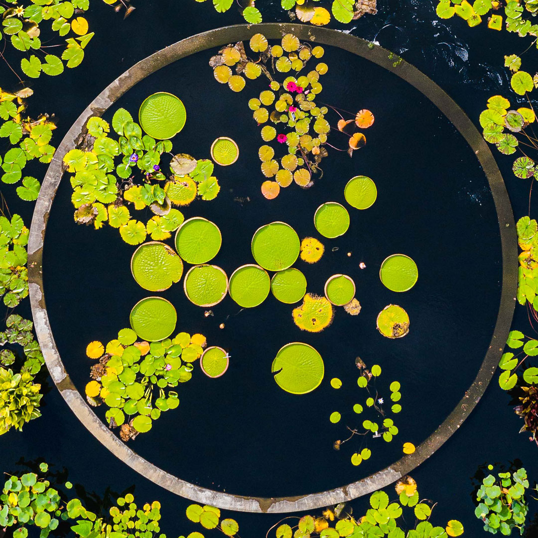 Photo of Victoria amazonica water lilies in the Conservatory Courtyard Pools