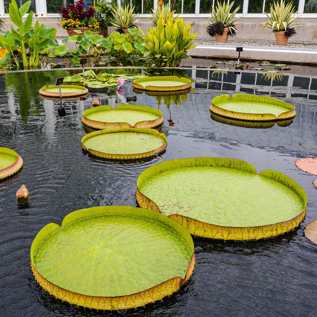 Photo of Victoria amazonica water lilies in the Conservatory Courtyard Pools