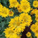 a bunch of bright yellow Japanese chrysanthemums