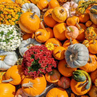 A pile of pumpkins in bright orange, gray, green and yellow