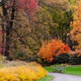 Fall foliage image with yellow leaves along a garden pathway, and a bench on grass, with orange bushes and tall trees turning red and orange surrounding it.