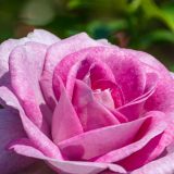 close up of a purple rose