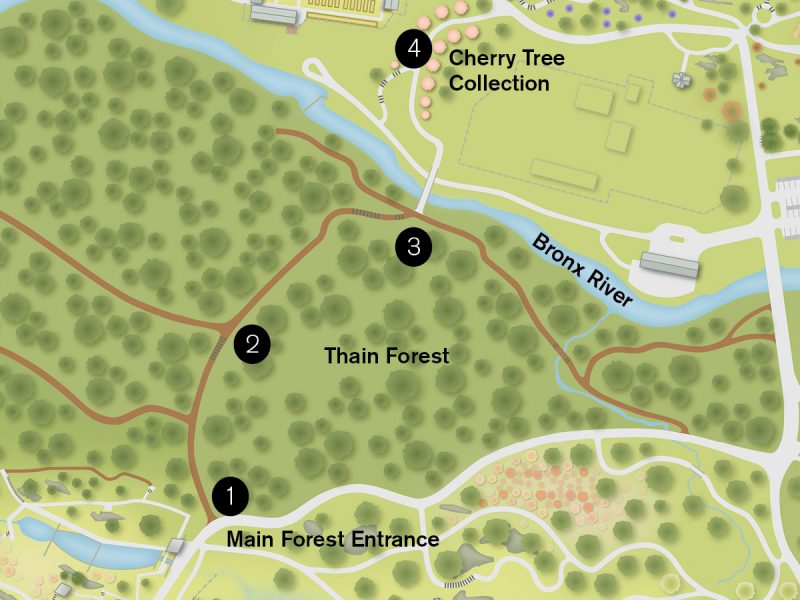 A map of the Thain Family Forest plotting points for the Forest Bathing activity, starting at the entrance to the Thain Forest, followed by the Orientation Point, Hester Bridge, and Cherry Collection. 