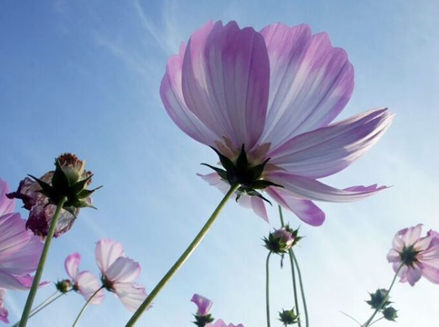 Photo of cosmo flowers