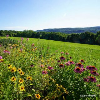 A landscape image of flowers and rolling grasses