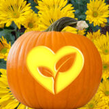 an animated jack-o''-lantern with the plant love symbol carved and yellow kiku in the background