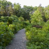 A prairie garden with hardy grasses and trees