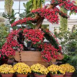 Artfully trained chrysanthemum flowers grow from a sculptural piece of wood, blooming in red, while smaller plants with yellow flowers line the base of the display