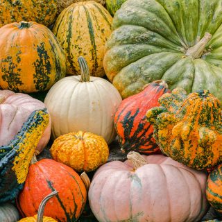 A large pile of pumpkins featuring all sorts of shapes and sizes, from large orange ones to warty green and yellow gourds