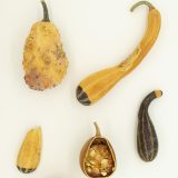 dried yellow and green squashes of differeing sizes