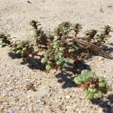 SeaBeach Amaranth