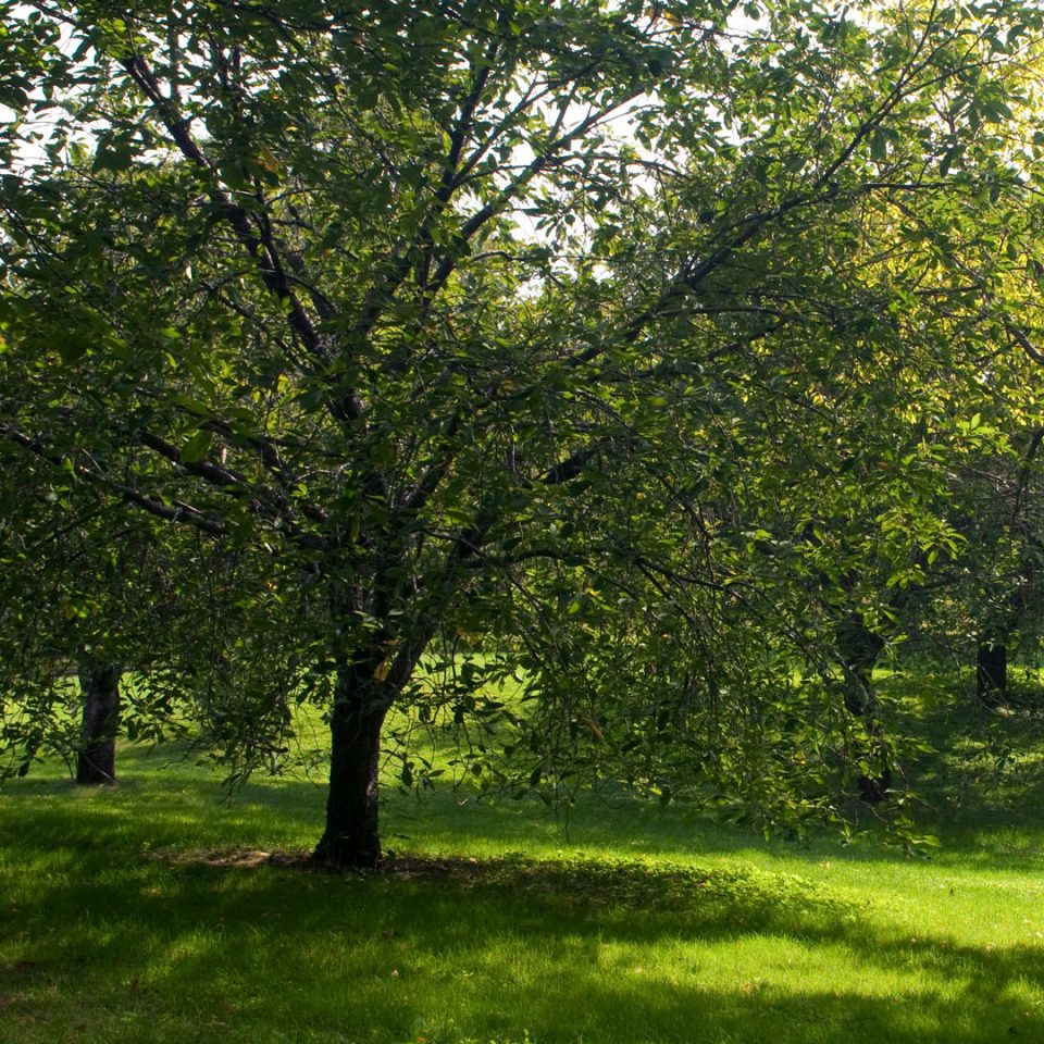 Forest Bathing New York Botanical Garden