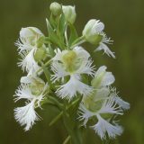 Photo of Platanthera praeclara by Robert Naczi