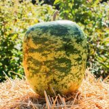 Green apple shaped gourd