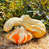 a small orange and white gourd with a larger yellow and white striped gourd with a long neck leaning on it