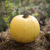 yellow pumpkin sitting on a haybale