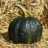 small round black pumpkin with olive green stem