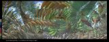 Finished & Adjusted Cycad painting in Pfizer 1-1-2008 @72dpi.jpg