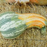 an oblong gourd with green orange and whitestripes