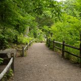 A fenced-in path through a lush forest with a wooden bench on the lefthand side.