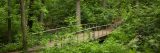 A bridge cutting through a lush forest
