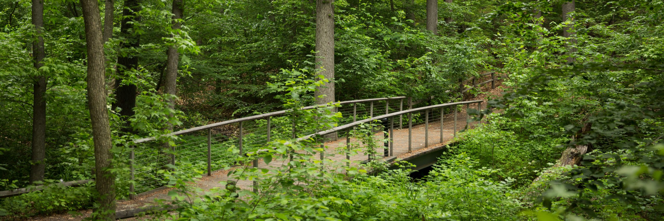Forest Bathing » New York Botanical Garden