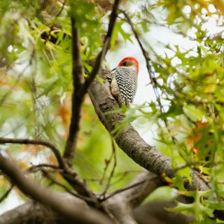 Photo of a red-bellied woodpecker