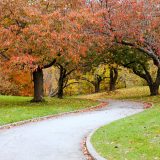 A winding concrete path wreathed in short trees with browning leaves.