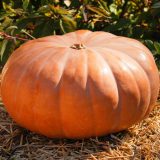 pale orange pumpkin with ridges