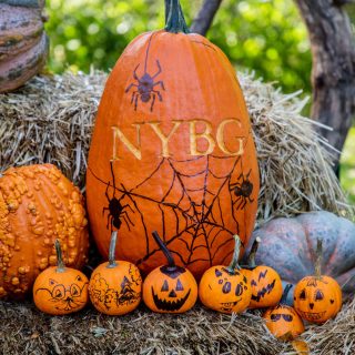 Pumpkin with NYBG carved into skin