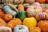 Orange yellow blue and pink pumpkins displayed together