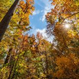 A view of a lightly cloudy blue sky seen from beneath a cluster of trees in fall.
