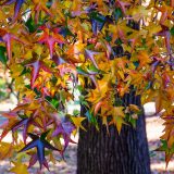 Crimson, green, and orange leaves cascade in front of a tree trunk