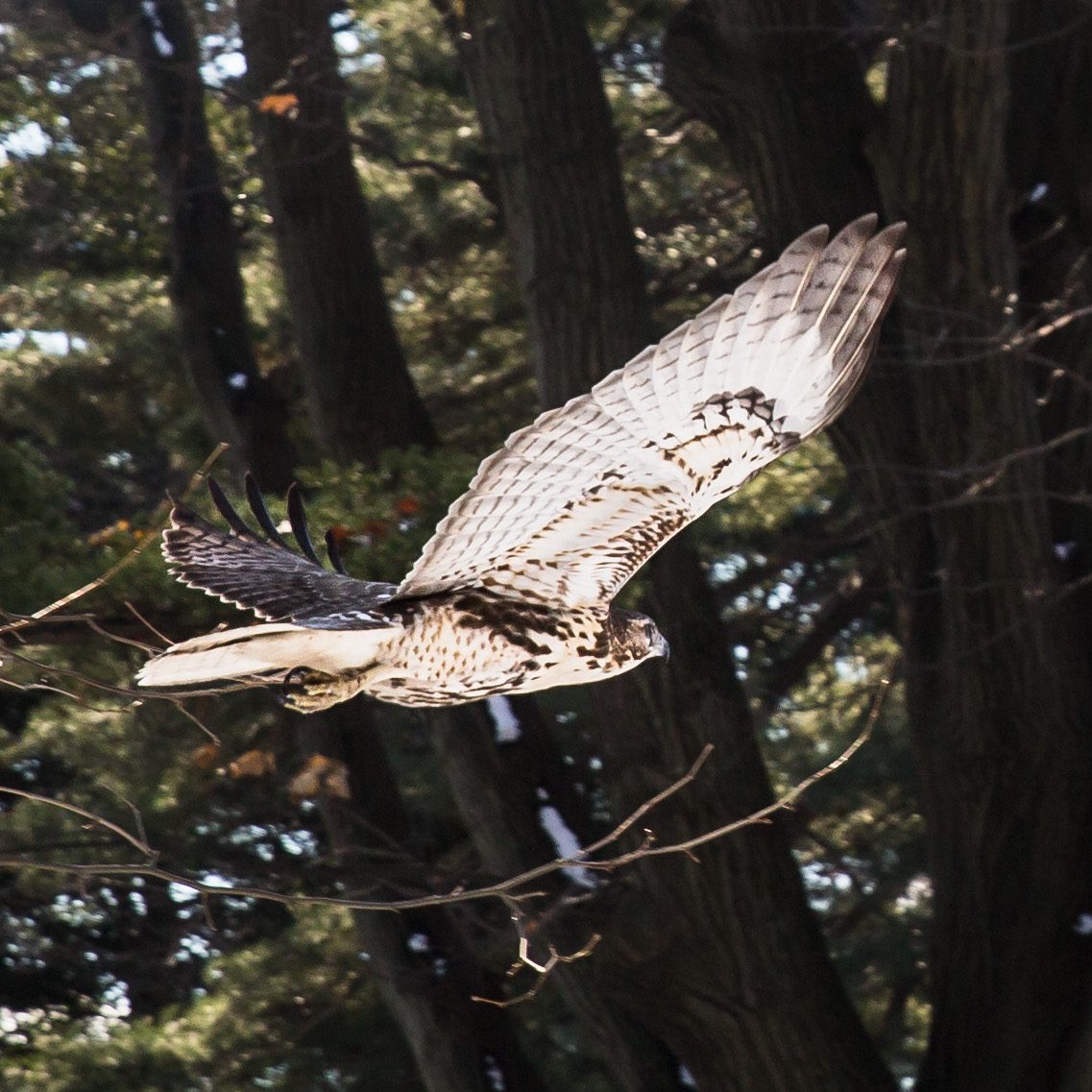 Red-tailed Hawk in flight