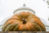looking up at a giant orange pumpkin with green stripes