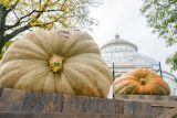 looking up at a giant white pumpkin with a giant orange pumpkin in the background