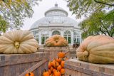 three giant orange and white giant pumpkins on wooden crates with a domed glasshouse in the background