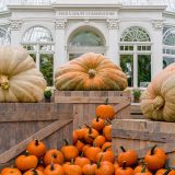 three giant orange and white giant pumpkins on wooden crates with a domed glasshouse in the background